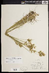 Juncus secundus image