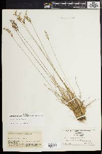 Juncus secundus image