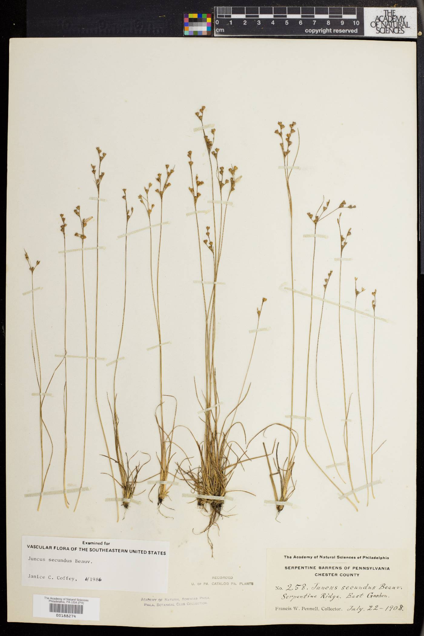 Juncus secundus image