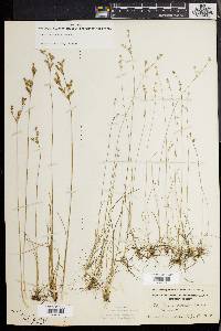 Juncus secundus image