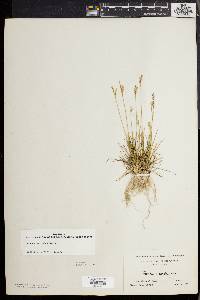 Juncus secundus image