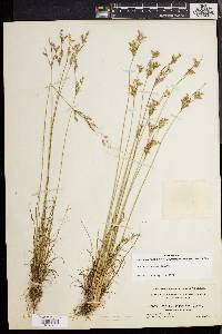 Juncus secundus image