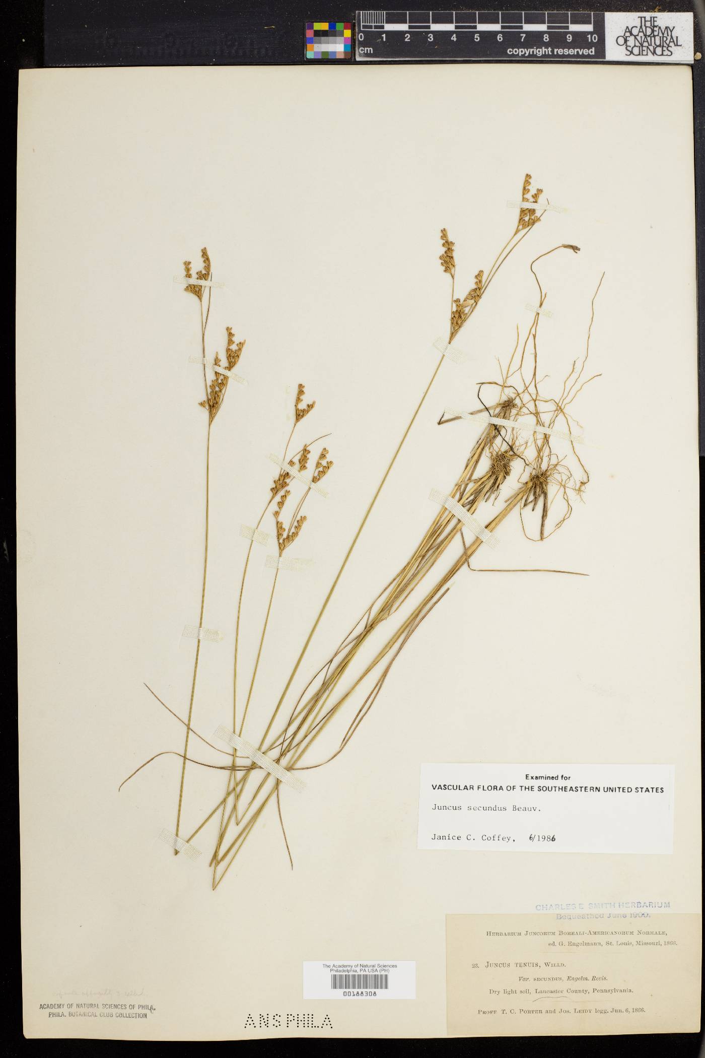 Juncus secundus image