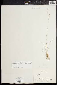 Juncus secundus image