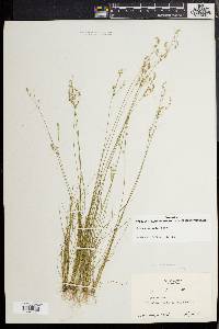 Juncus secundus image