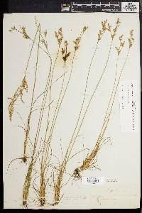 Juncus secundus image