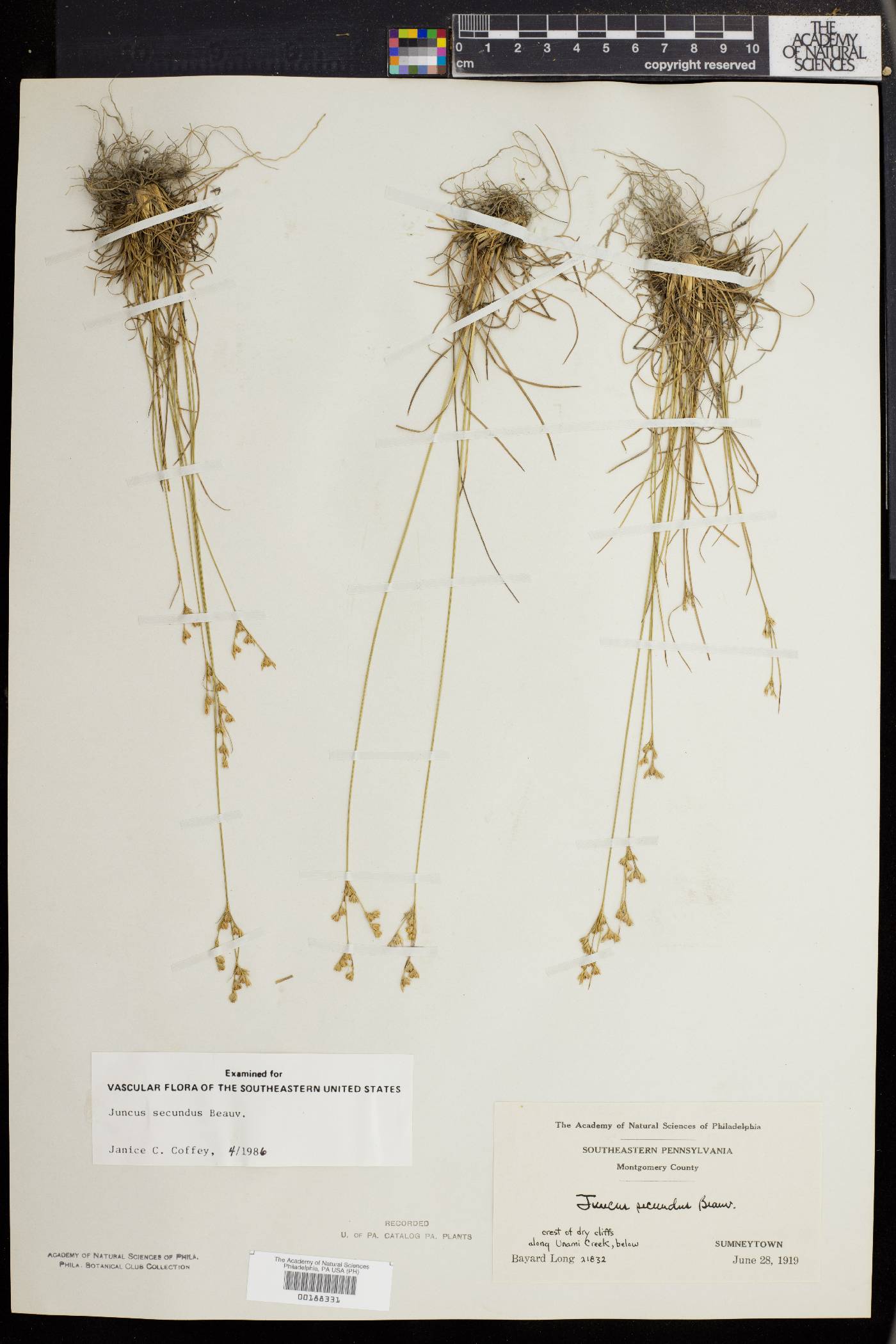 Juncus secundus image