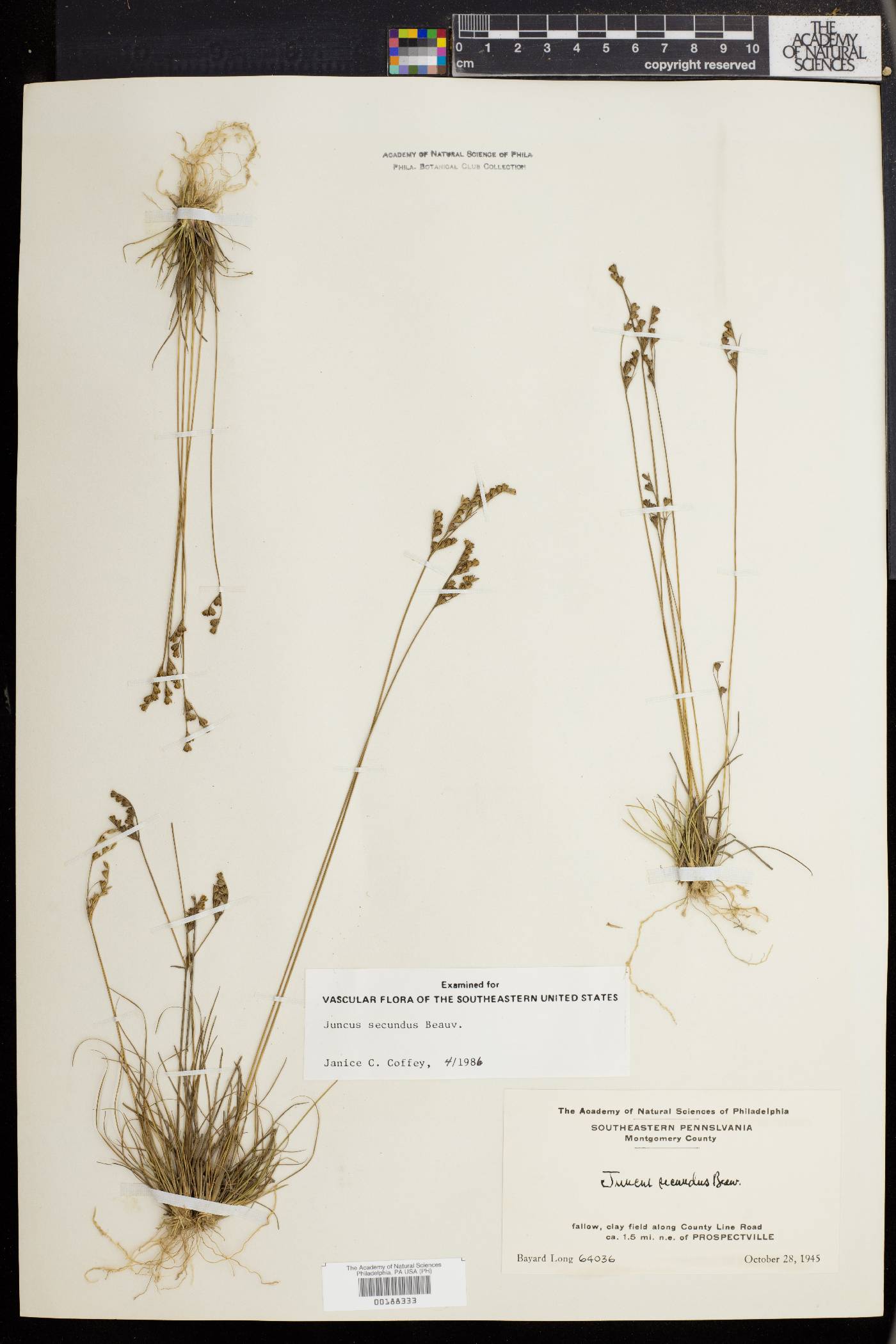 Juncus secundus image