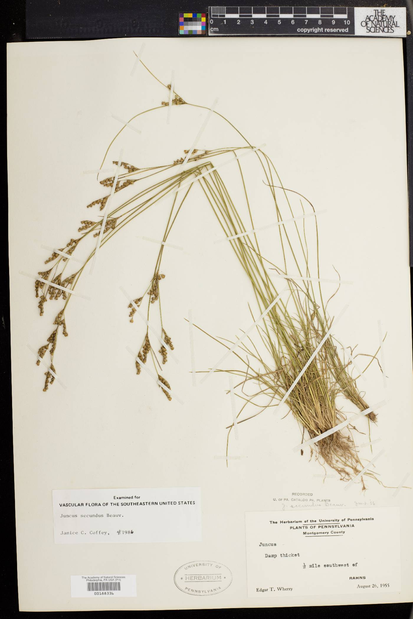 Juncus secundus image