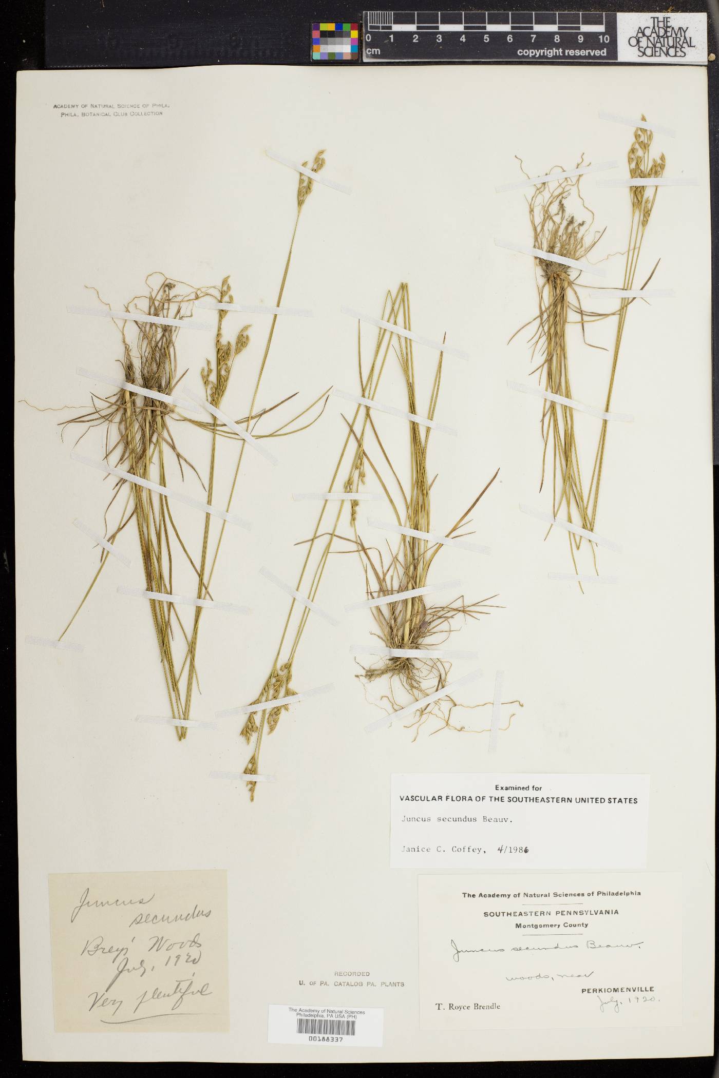 Juncus secundus image