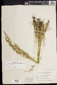 Juncus secundus image