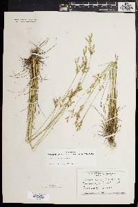 Juncus secundus image