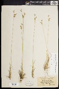 Juncus secundus image