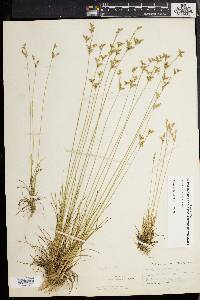 Juncus secundus image