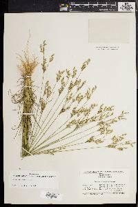 Juncus secundus image