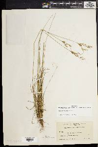 Juncus secundus image