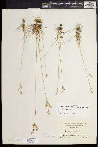 Juncus secundus image