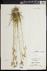 Juncus secundus image