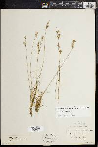 Juncus secundus image