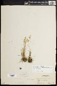 Juncus secundus image