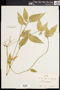 Commelina communis var. ludens image