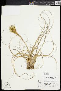 Tillandsia balbisiana image