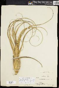 Tillandsia balbisiana image