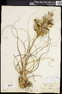 Tillandsia balbisiana image