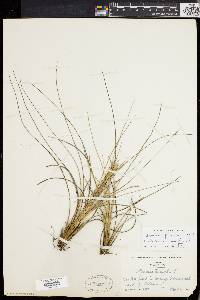 Tillandsia bartramii image