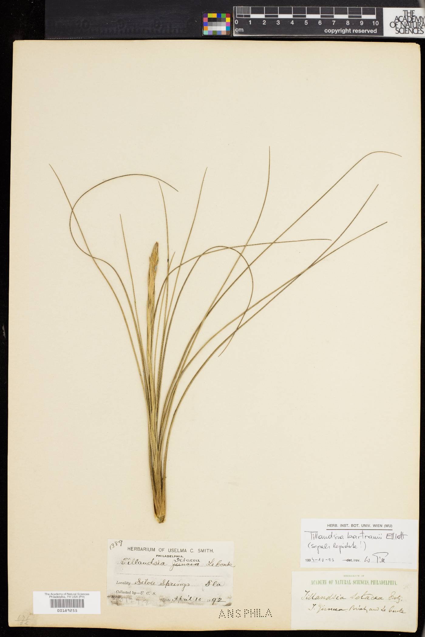 Tillandsia bartramii image