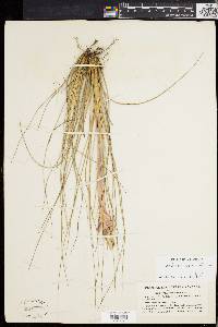 Tillandsia bartramii image