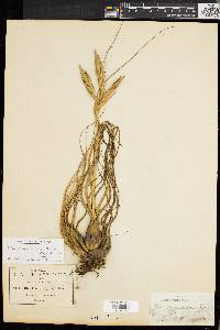 Tillandsia butzii image