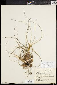 Tillandsia butzii image