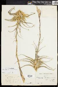 Image of Tillandsia cacticola