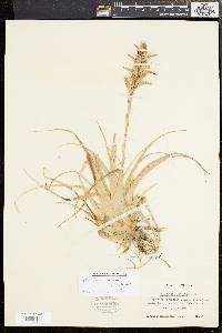 Tillandsia variabilis image