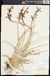 Tillandsia variabilis image