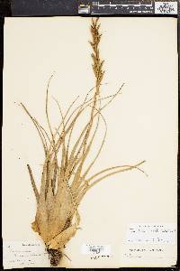 Tillandsia variabilis image