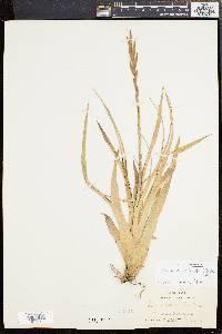 Tillandsia variabilis image