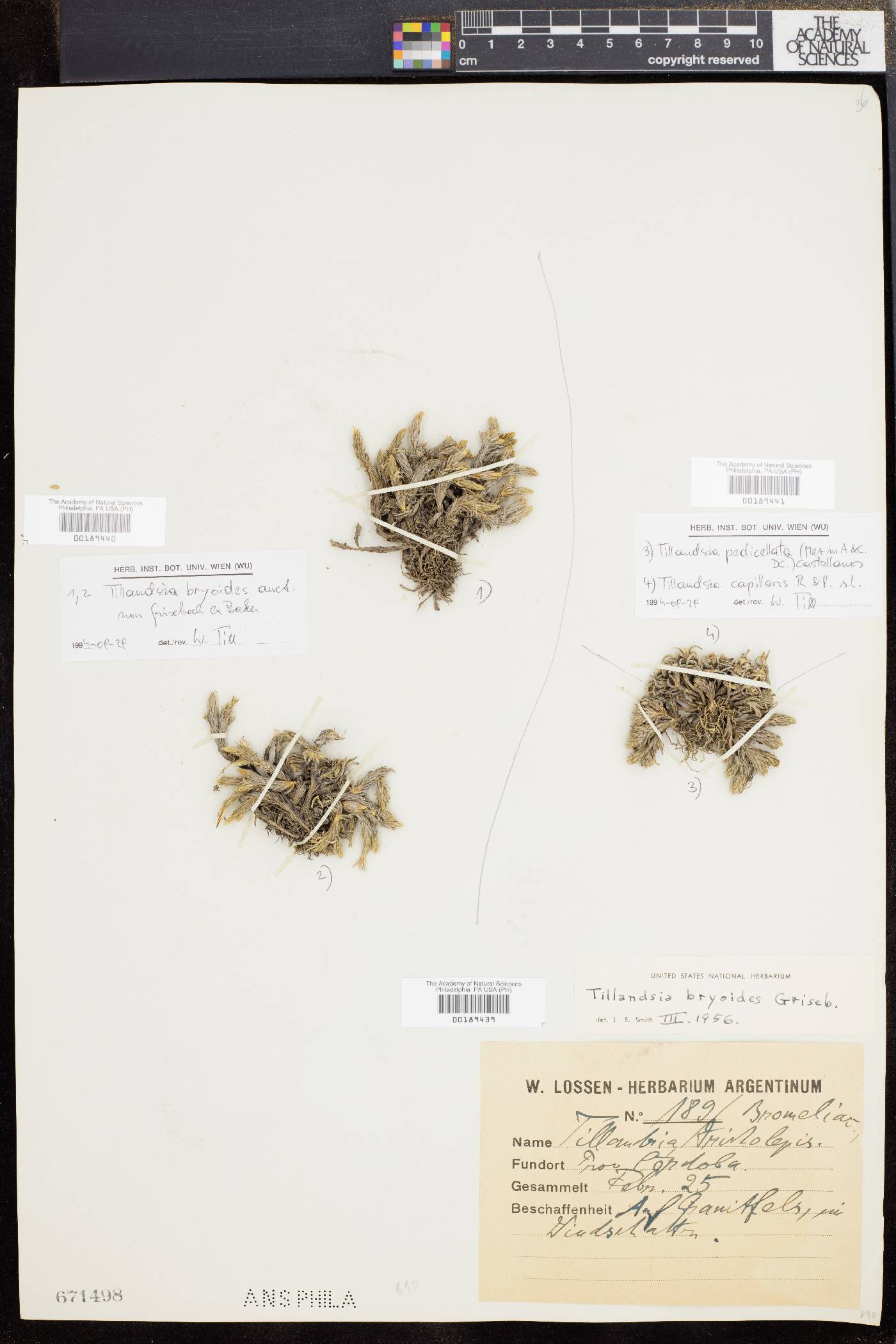 Tillandsia bryoides image
