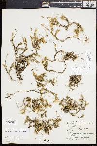 Tillandsia recurvata image