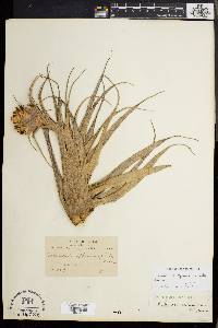 Tillandsia sphaerocephala image