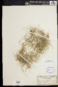Tillandsia usneoides image