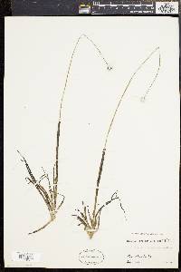 Eriocaulon compressum image