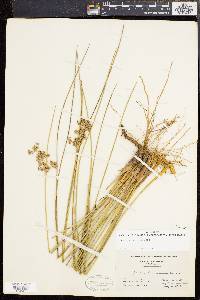 Juncus roemerianus image