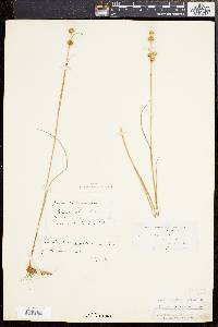 Juncus scirpoides image