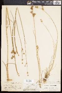 Juncus scirpoides image