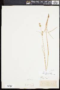 Juncus scirpoides image