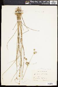 Juncus scirpoides image