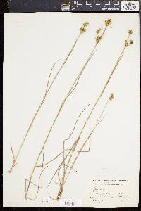 Juncus scirpoides image