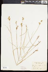 Juncus scirpoides image